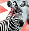 a-zebra-in-the-room