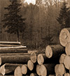 forestry-and-related-products-why-location-mistakes-are-so-hard-to-undo